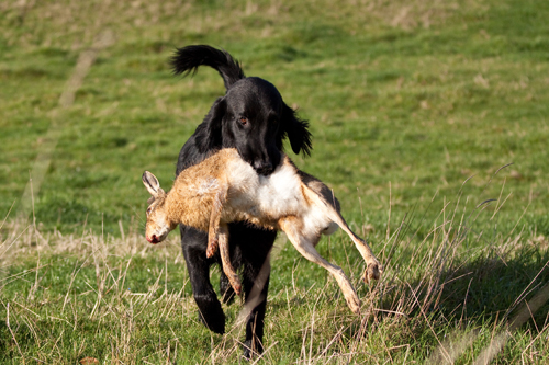 Hund mit Hasse in der Schnauze