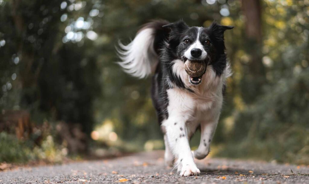 Border Collie mit Ball im Mund