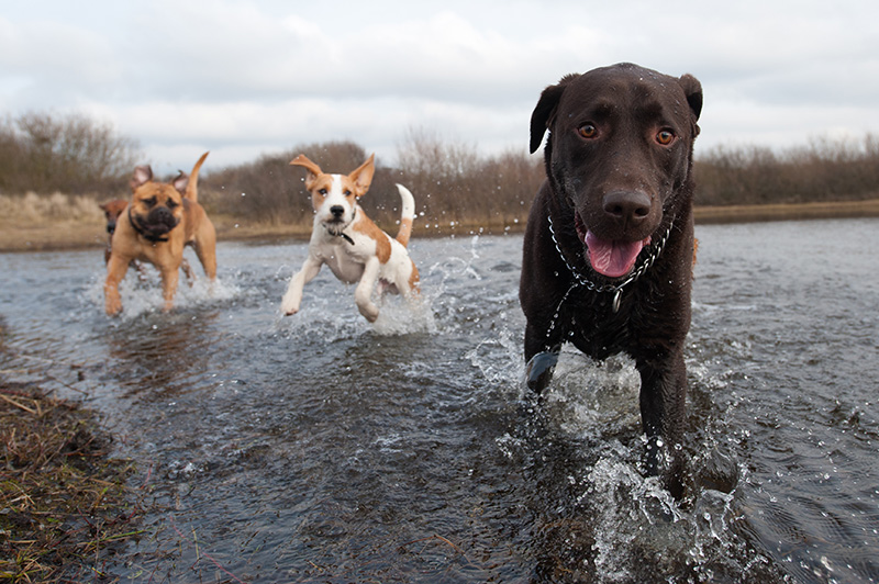 Hunde laufen durch einen Fluss
